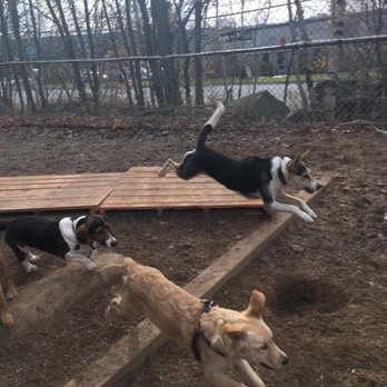Playful Paws - Pet Sitting Near Me - Burnside, Nova Scotia