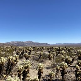 Cactus as far as the eye can see. Cactus as far as the eye can see.