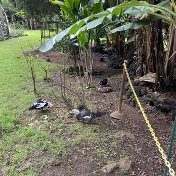 Paradise Meadows, South Point Road - Ducks - Tours Near Me - Naalehu, Hawaii
