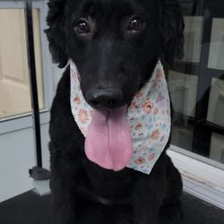 Pet Spa & Retreat - After.
Pet Spa and Retreat