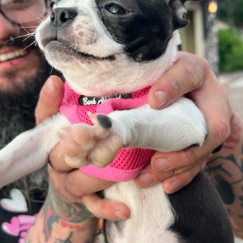 Perfect Pets - Pet Breeders Near Me - Centennial, Colorado
