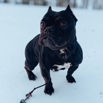 Skyline K9 - Iggy - Pet Training Near Me