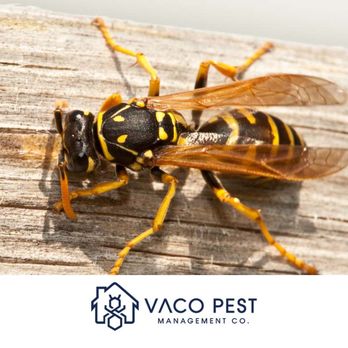 VACO Pest Management - Pest Control Near Me - Huntersville, North Carolina VACO Pest Management - Pest Control Near Me - Huntersville, North Carolina