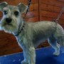 Photo of Steller Dogs & Cool Cats