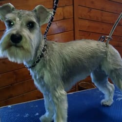 Steller Dogs & Cool Cats - Blue Fresquez, first hair cut