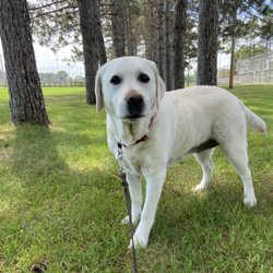 Andrews Park - Gray park for practicing Nosework