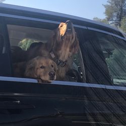 City of Brookings - Good boys