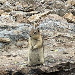 Peyto Lake - Friend at the Summit