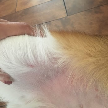 The Spaw - Pet Groomers Near Me - Tustin, California The Spaw - Pet Groomers Near Me - Tustin, California