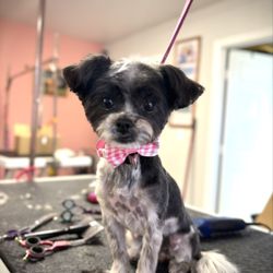 Poppy & Friends Pet Shop And Grooming