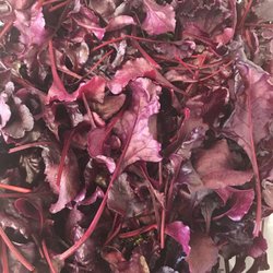 Brick Street Farms - Red Beet Leaves