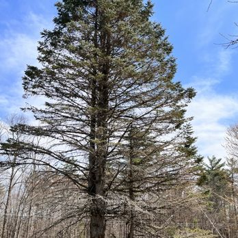 Granite Tree Service - Tree Services Near Me