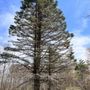 Photo of Granite Tree Service