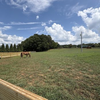 Ocoee Riverside Farm - Beautiful horse - Venues & Event Spaces Near Me - Benton, Tennessee