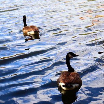 Malibu Creek State Park - Swans at the Malibu Creek State Park - Campgrounds Near Me - Calabasas, California Malibu Creek State Park - Swans at the Malibu Creek State Park - Campgrounds Near Me - Calabasas, California