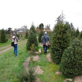 Garlock Tree Farm - Christmas Trees Near Me - Sebastopol, California