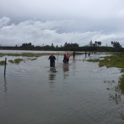 Swamp Romp