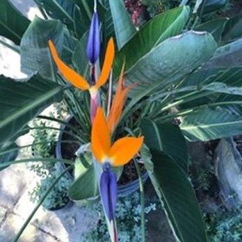 Sunscape - Bird of Paradise is in bloom. No other flower like it!! - Nurseries & Gardening Near Me - Saint Petersburg, Florida