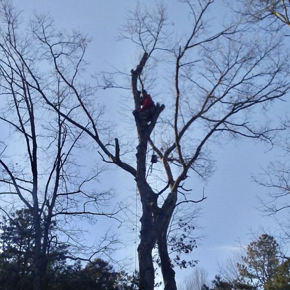 An Angel’s Tree Service - Tree Services Near Me - Freehold, New Jersey