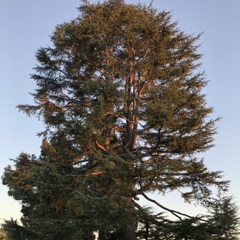 Acosta Tree Service - Tree Services Near Me Acosta Tree Service - Tree Services Near Me