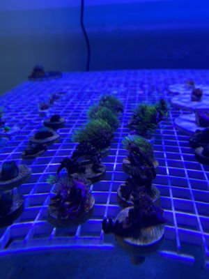 Corals & Decorative Pieces For Your Tank - Art's Underwater Reef is all about YOU. Our name comes from the desire to see each and every one of our customers turn a basic fish tank into something completely their own. Visit our store today and one of our knowledgeable staff members can help you turn that tank into a truly one-of-a-kind piece of art. Corals & Decorative Pieces For Your Tank - Art's Underwater Reef is all about YOU. Our name comes from the desire to see each and every one of our customers turn a basic fish tank into something completely their own. Visit our store today and one of our knowledgeable staff members can help you turn that tank into a truly one-of-a-kind piece of art.