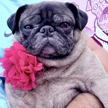 Pup Spa - The finished product. - Pet Groomers Near Me