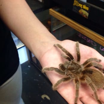 JTK Reptiles - Rosie the Tarantula - Reptile Shops Near Me - Long Beach, California JTK Reptiles - Rosie the Tarantula - Reptile Shops Near Me - Long Beach, California