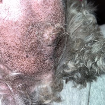 Smelly Dog - Pet Groomers Near Me - Phoenix, Arizona