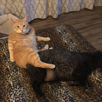 Angie's Home Watch Services - Kitty hanging with brother Jet-Jet - House Sitters Near Me - Niceville, Florida Angie's Home Watch Services - Kitty hanging with brother Jet-Jet - House Sitters Near Me - Niceville, Florida