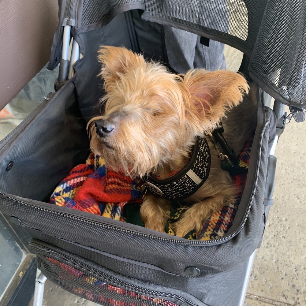 Euclid-Walnut Pet Clinic - My diabetic boy is popular at this location. Everyone knows his name. :) - Veterinarians Near Me - Ontario, California Euclid-Walnut Pet Clinic - My diabetic boy is popular at this location. Everyone knows his name. :) - Veterinarians Near Me - Ontario, California