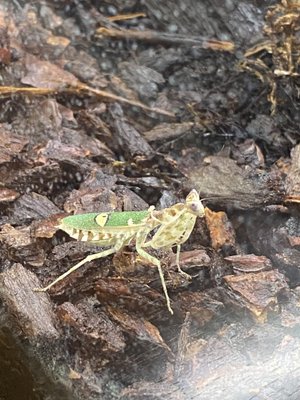 Royal Alberta Museum by null