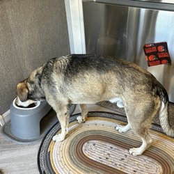 Animal Medical Center