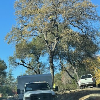 Western Sierra Tree Service - Climbing - Tree Services Near Me Western Sierra Tree Service - Climbing - Tree Services Near Me
