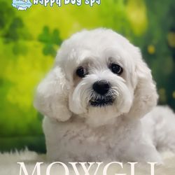 Happy Dog Spa - Happy Dog Spa