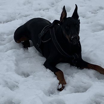 S & J Dobermans - Shadow loves the snow - Pet Breeders Near Me S & J Dobermans - Shadow loves the snow - Pet Breeders Near Me