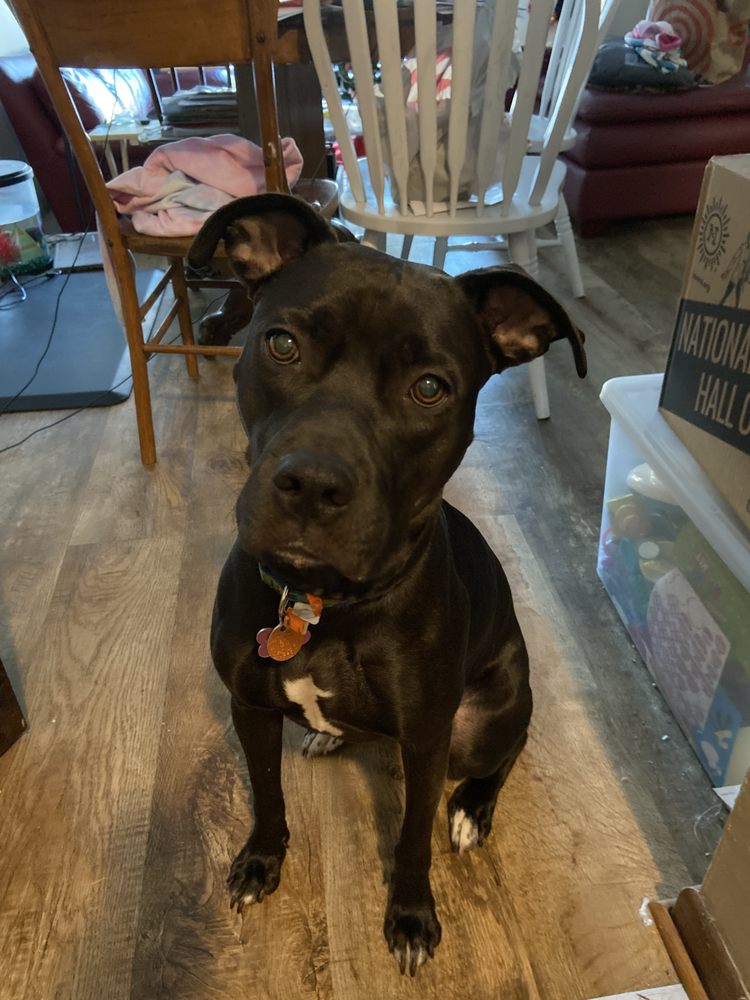 ADOGO PET HOTEL RIDGEDALE Updated September 2024 12800 Wayzata Blvd