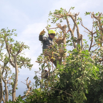 Master Tree Service - untitled - Tree Services Near Me - Oxnard, California Master Tree Service - untitled - Tree Services Near Me - Oxnard, California