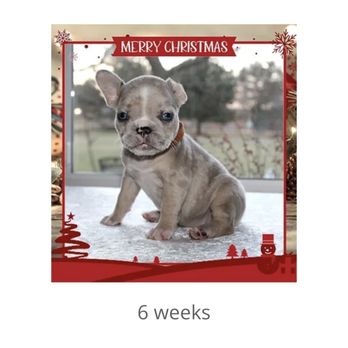 Avon Kennels - Her 6 week photo 2 weeks before she was ready to go home with me - Pet Breeders Near Me - Somerdale, Ohio