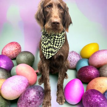 Muttcuts Pet Spa - Pet Groomers Near Me - Island Lake, Illinois Muttcuts Pet Spa - Pet Groomers Near Me - Island Lake, Illinois