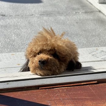 Grooming And More - Pet Stores Near Me - San Francisco, California