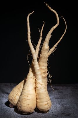 Forts Ferry Farm by null