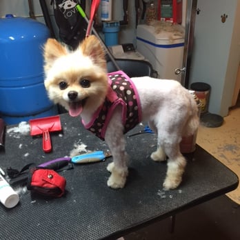 Tina's Tangled Tails - Pet Groomers Near Me - Marinette, Wisconsin Tina's Tangled Tails - Pet Groomers Near Me - Marinette, Wisconsin