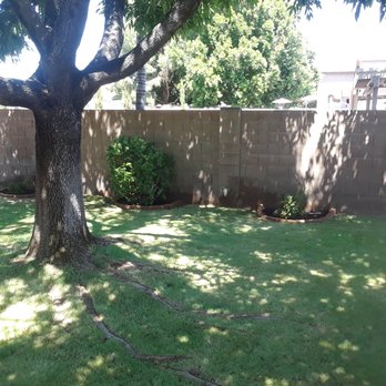 Bountiful Lawncare - a tree in a backyard - Tree Services Near Me Bountiful Lawncare - a tree in a backyard - Tree Services Near Me