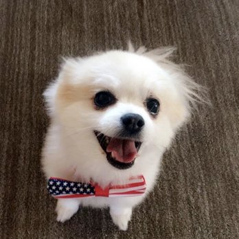Petco - Pet Training Near Me - Washington, Utah Petco - Pet Training Near Me - Washington, Utah