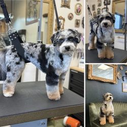 Lucky Dog Grooming - Our lil man Ash after his grooming