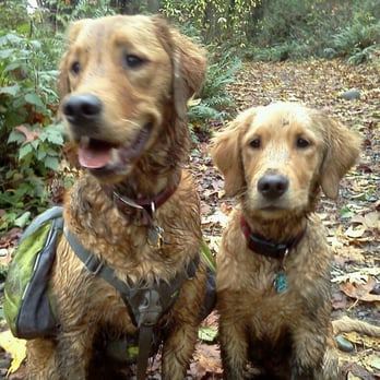 Canyon Pet Lodge - Frequent Camp Barkers: Dexter and Aslan - Pet Boarding Near Me - Puyallup, Washington Canyon Pet Lodge - Frequent Camp Barkers: Dexter and Aslan - Pet Boarding Near Me - Puyallup, Washington