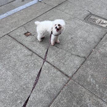 Classy Canine's Wiggle Rumps - Before - Pet Groomers Near Me - Castrovalley, California