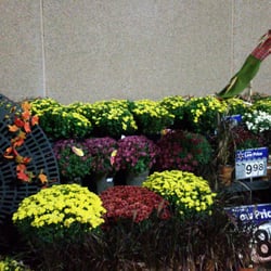 Fall flowers
