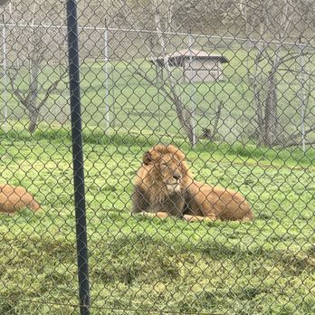 Wildlife Safari - Male lion - Zoos Near Me - Winston, Oregon Wildlife Safari - Male lion - Zoos Near Me - Winston, Oregon