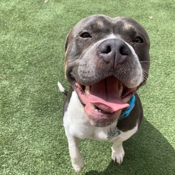 Pittsburgh Pet Concierge - My fur baby, Titan - Pet Boarding Near Me - Monroeville, Pennsylvania